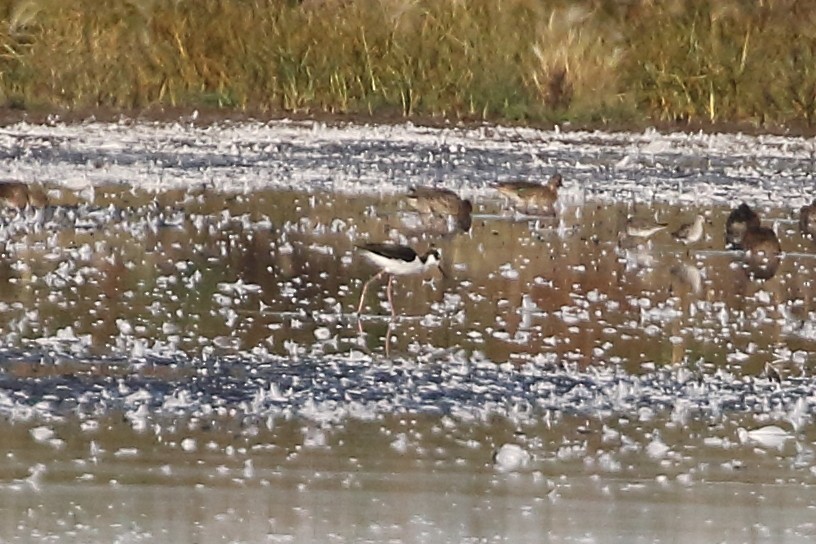 Black-necked Stilt - ML642433572