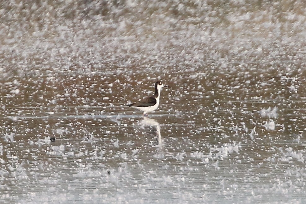 Black-necked Stilt - ML642433573