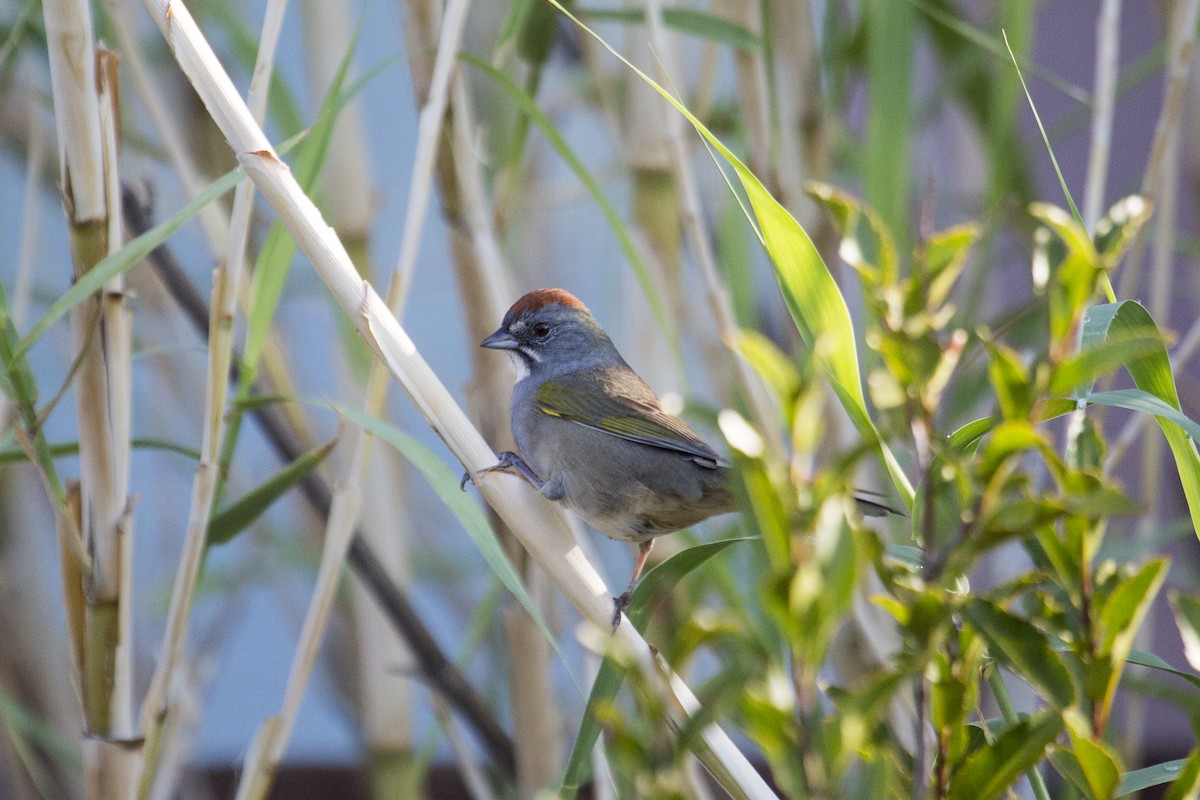 Green-tailed Towhee - ML642433575