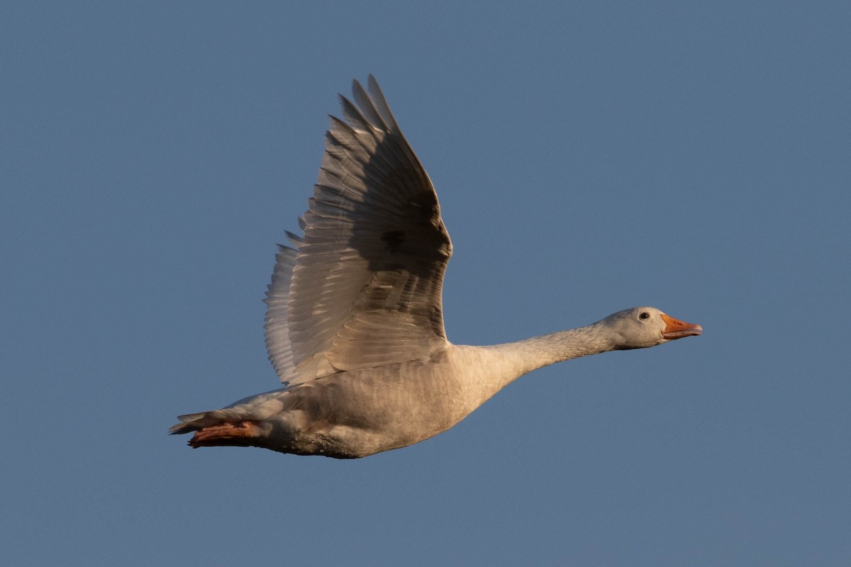 Domestic goose sp. (Domestic type) - ML642433578