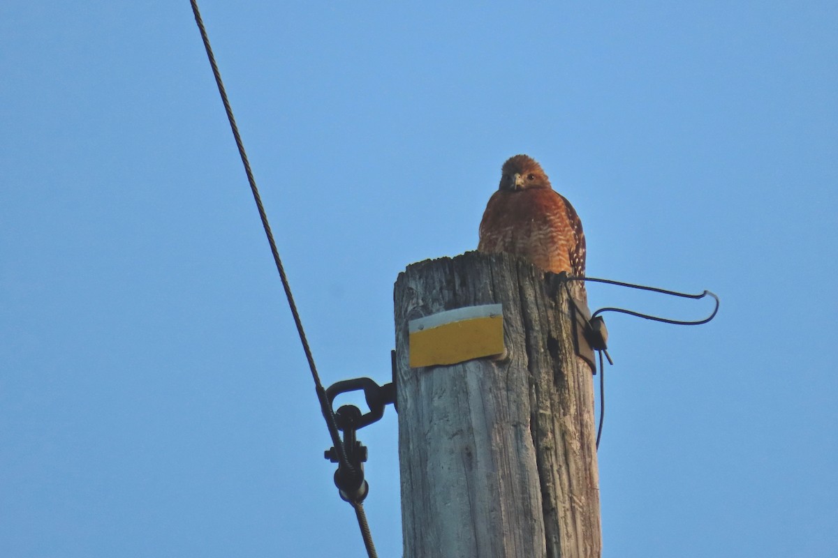 Red-shouldered Hawk - ML642433580