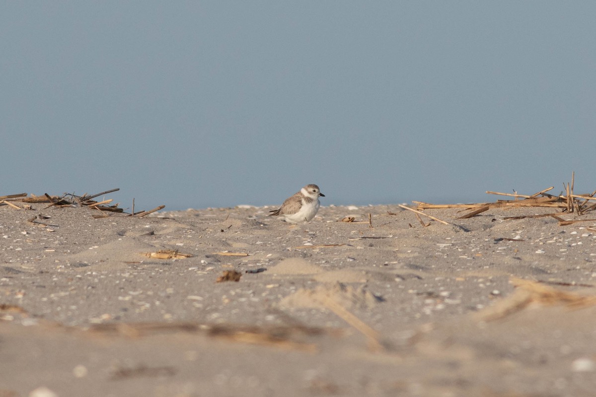 Piping Plover - ML642433582