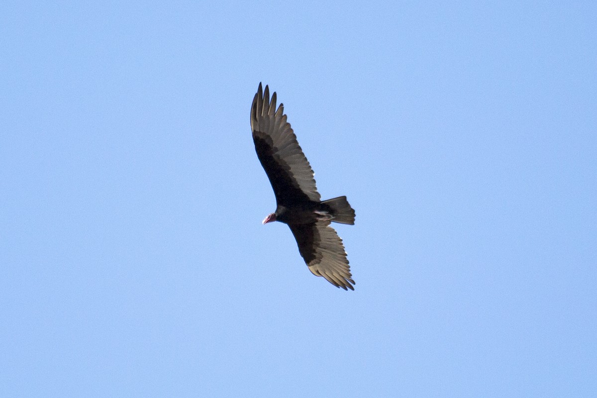 Turkey Vulture - ML642433585