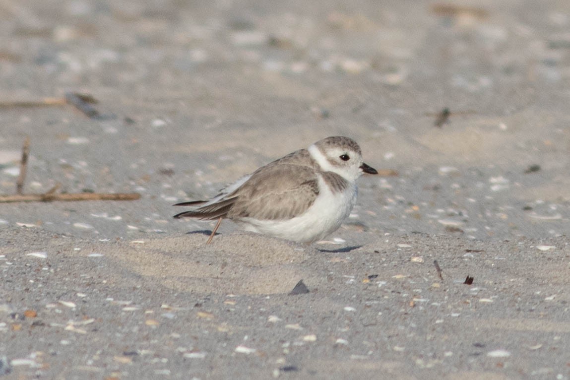 Piping Plover - ML642433586