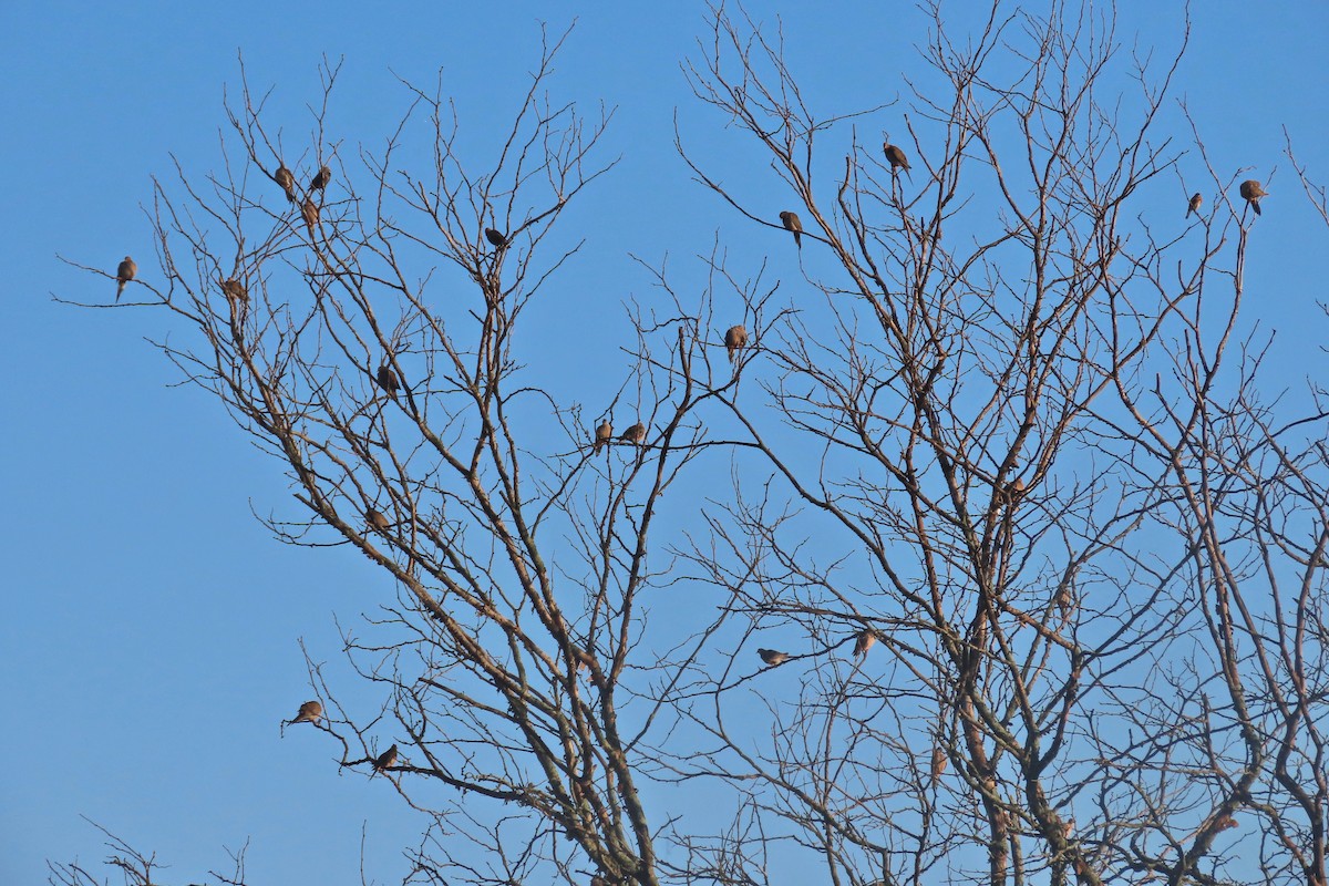 Mourning Dove - ML642433591