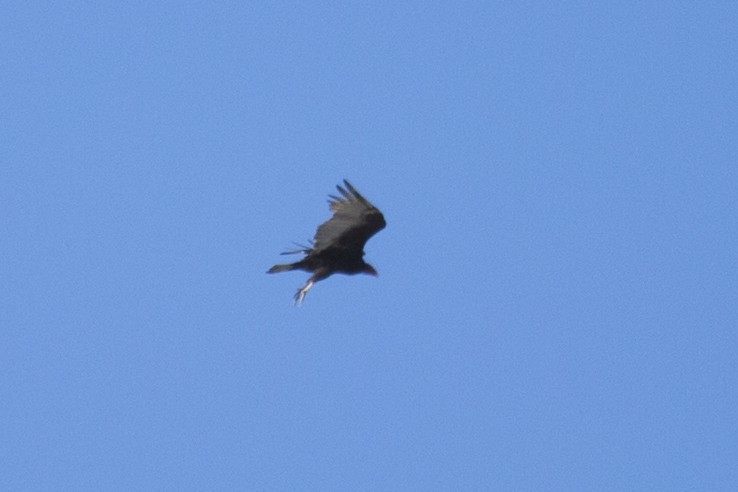 Turkey Vulture - ML642433594