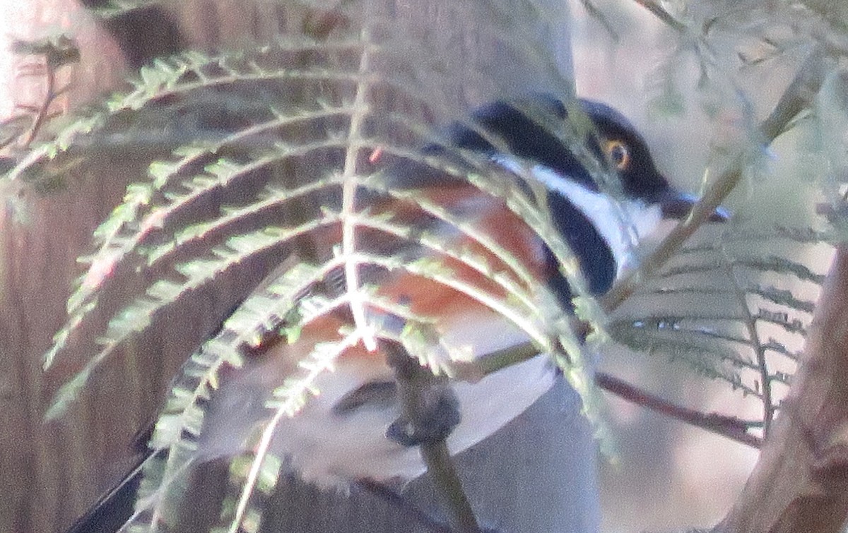 Cape Batis - ML642433600