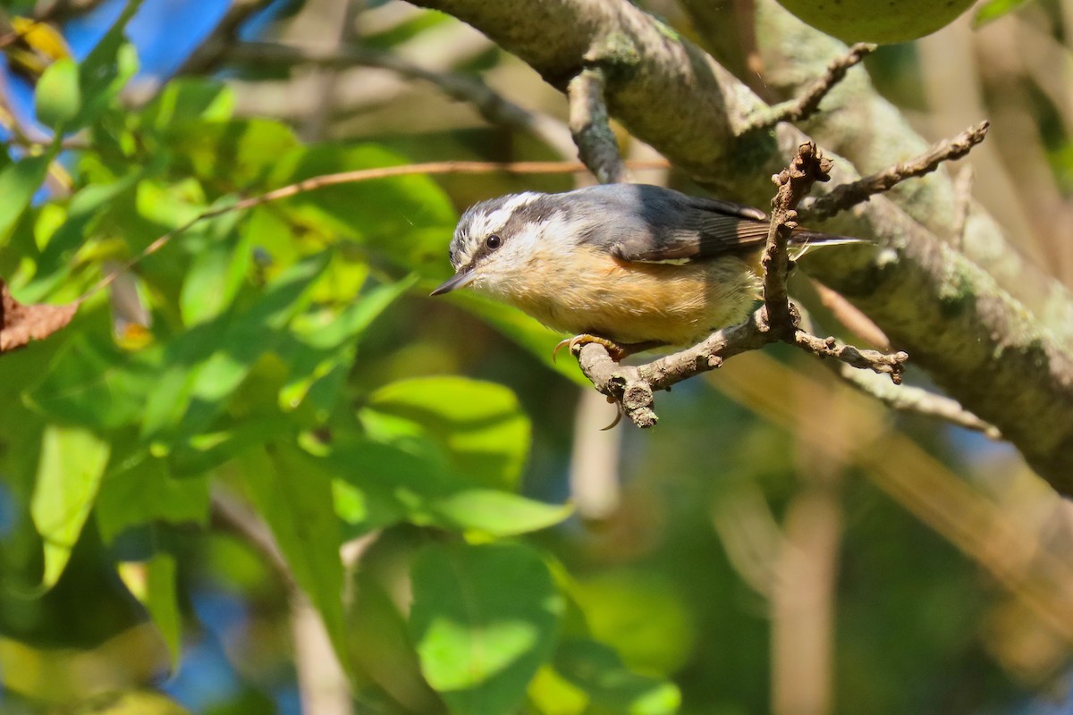 Red-breasted Nuthatch - ML642433602