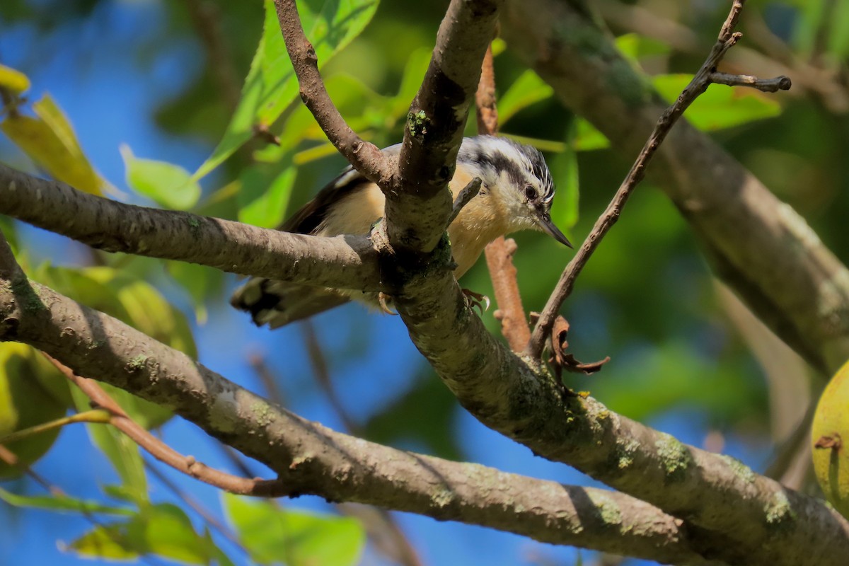 Red-breasted Nuthatch - ML642433603
