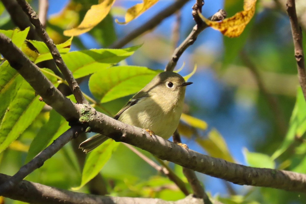 Ruby-crowned Kinglet - ML642433632