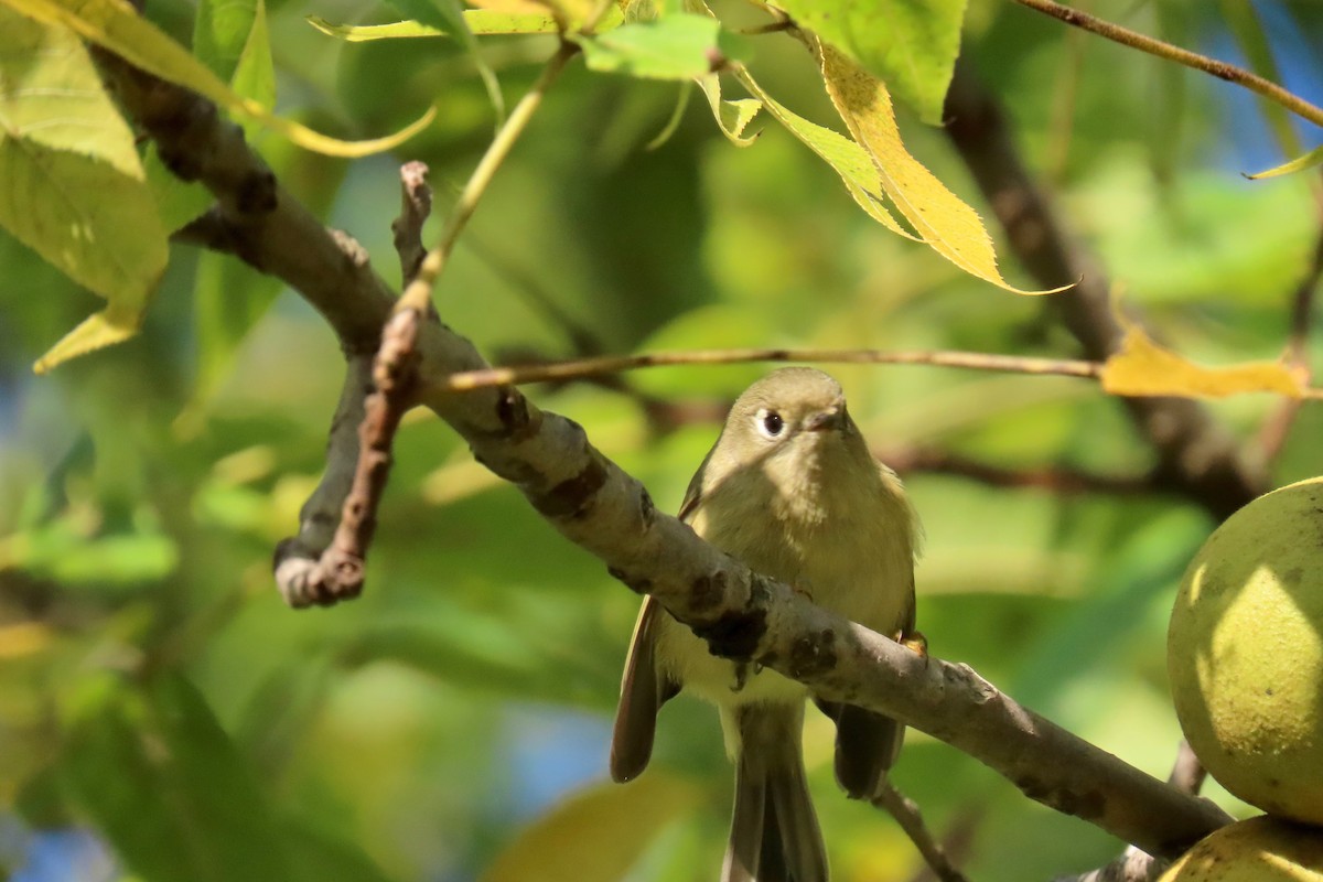 Ruby-crowned Kinglet - ML642433637