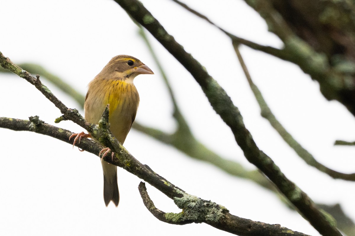 Dickcissel - ML642433639
