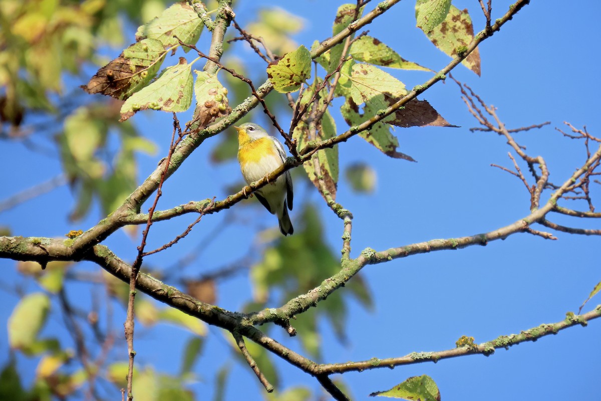 Northern Parula - ML642433644