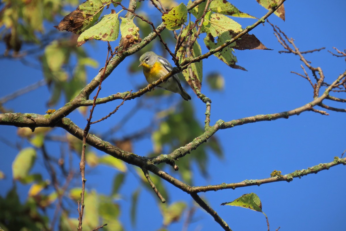 Northern Parula - ML642433645