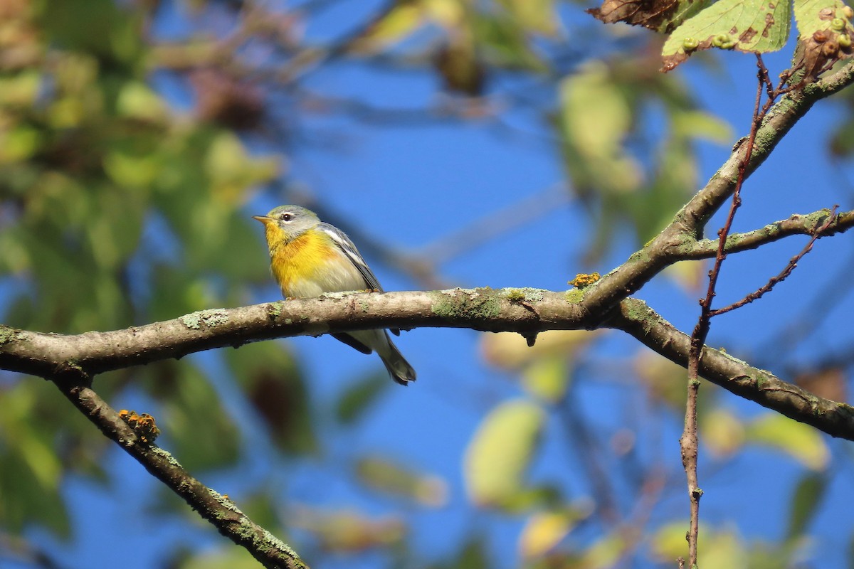 Northern Parula - ML642433646