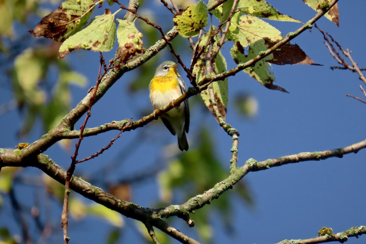 Northern Parula - ML642433647