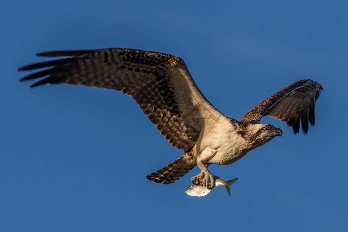 Osprey - ML642433648