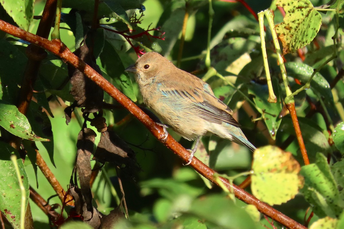 Indigo Bunting - ML642433653