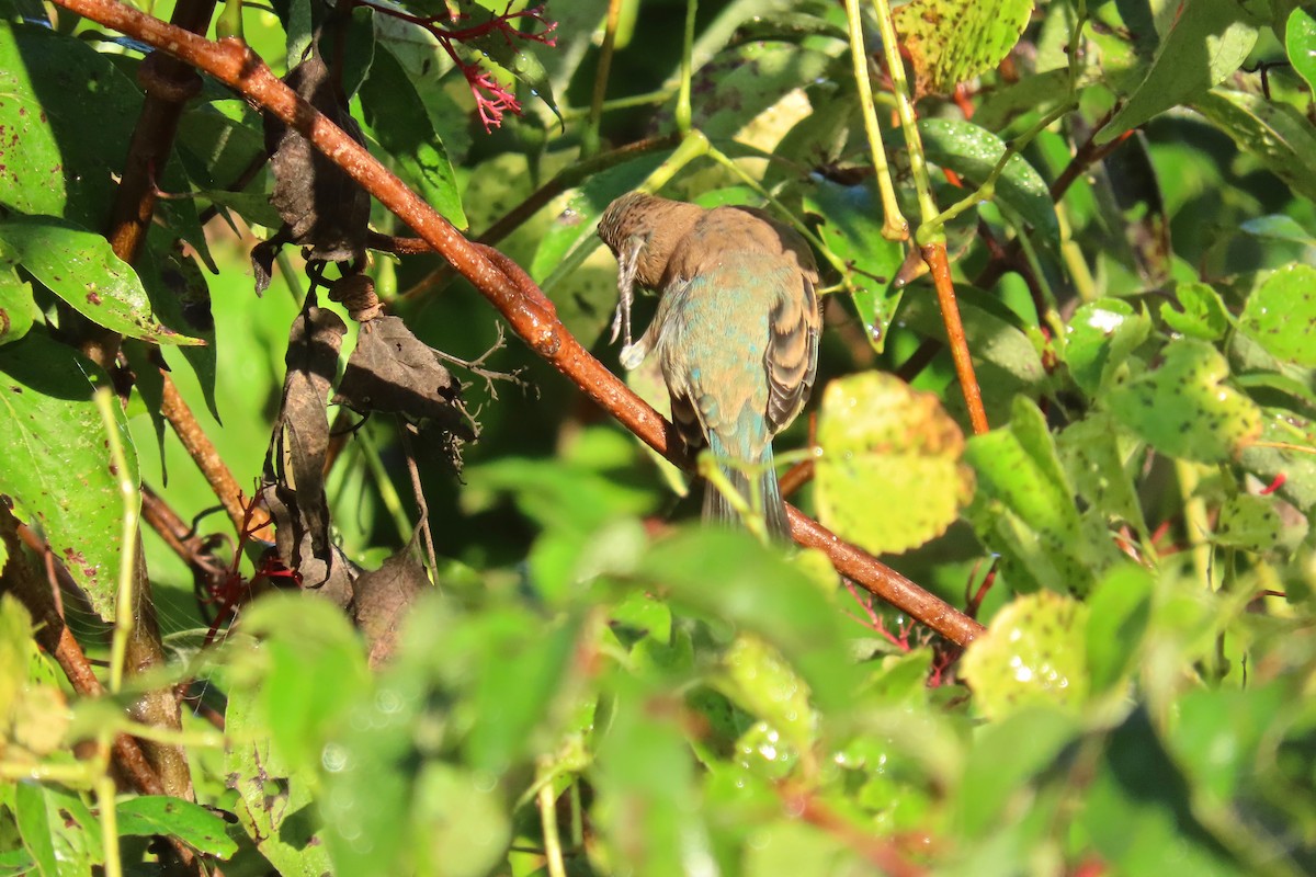 Indigo Bunting - ML642433654