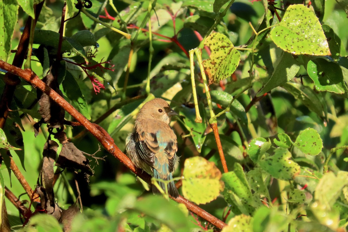 Indigo Bunting - ML642433655