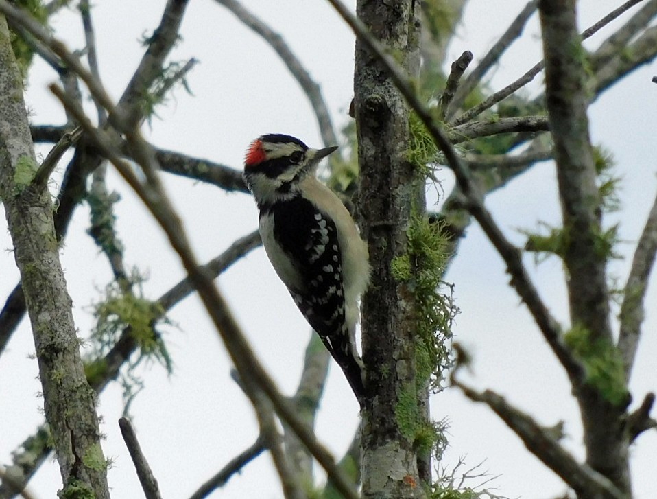 Downy Woodpecker - ML642433659