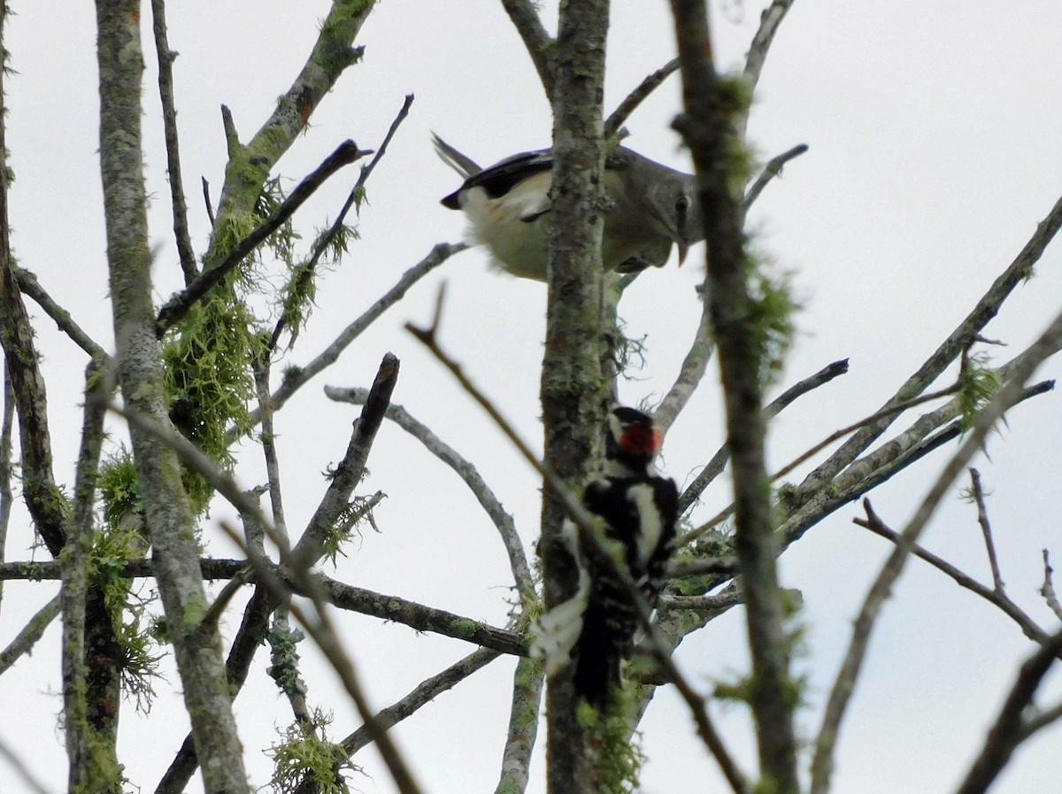Downy Woodpecker - ML642433660