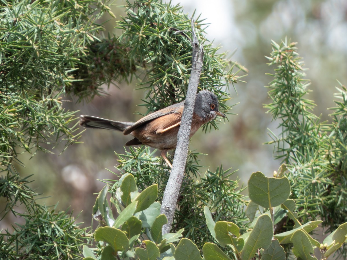 Tristram's Warbler - ML642433666