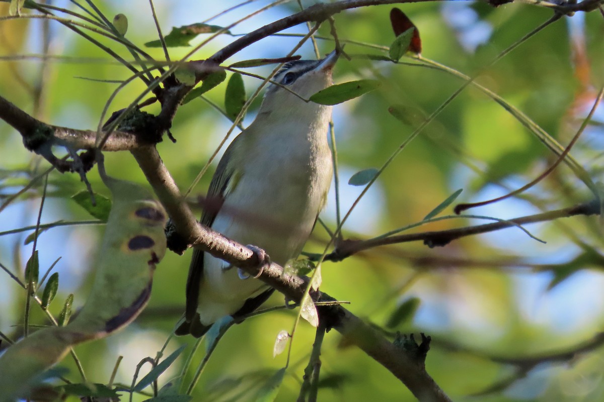 Red-eyed Vireo - ML642433668