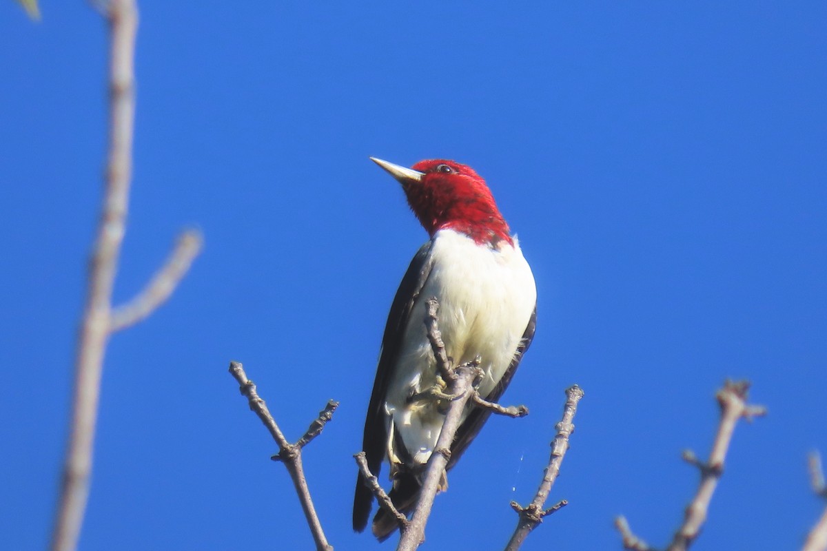 Red-headed Woodpecker - ML642433675