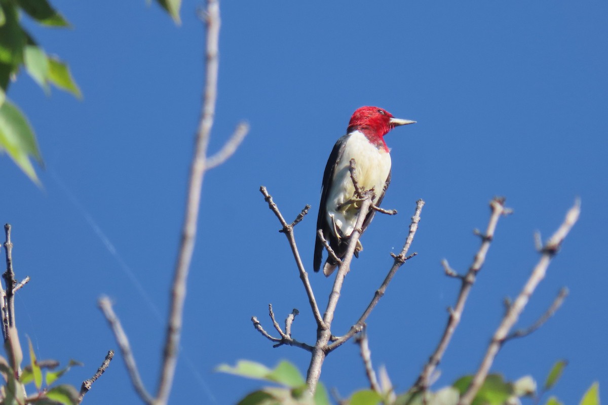 Red-headed Woodpecker - ML642433676