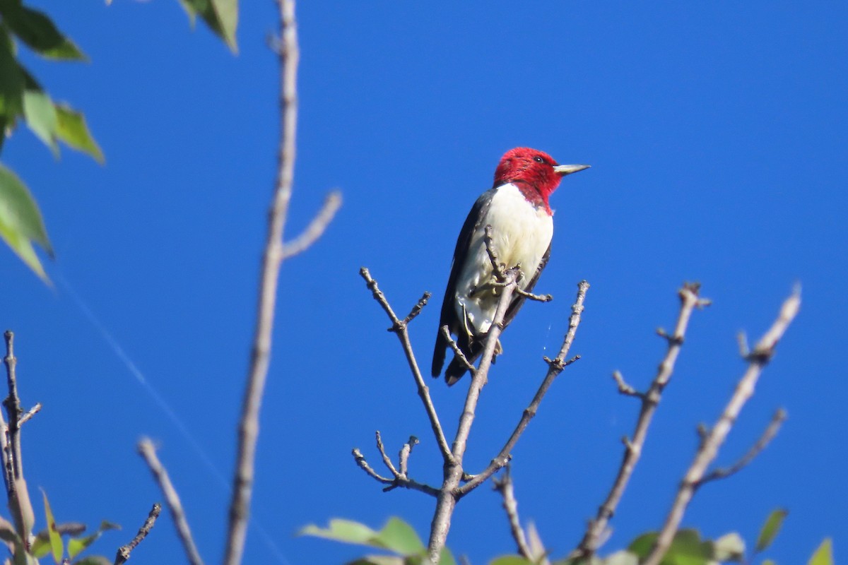 Red-headed Woodpecker - ML642433677