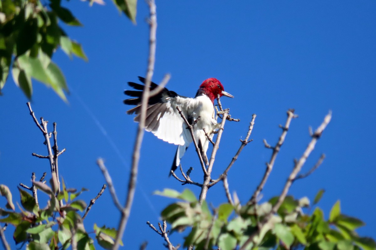 Red-headed Woodpecker - ML642433680