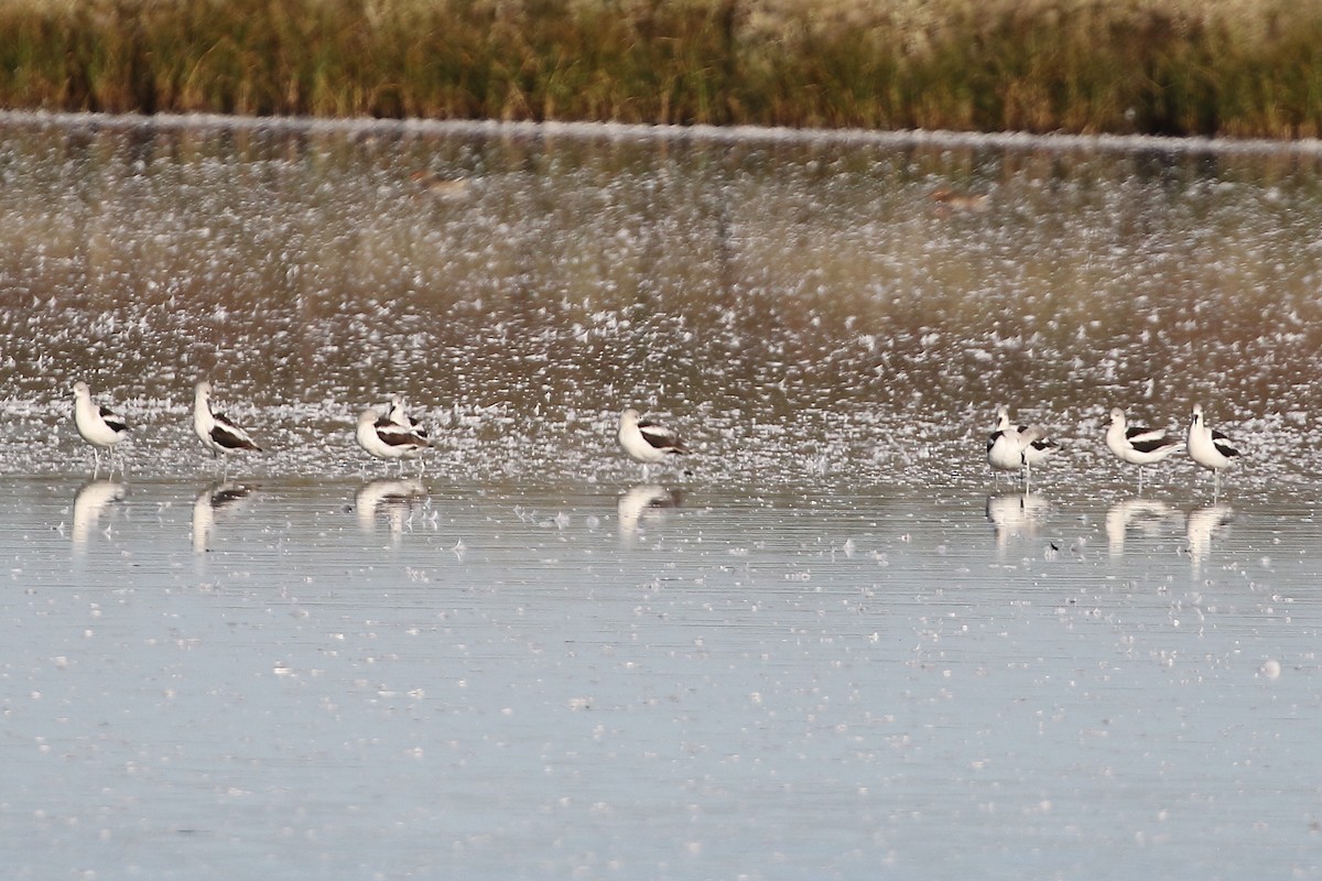 American Avocet - ML642433687