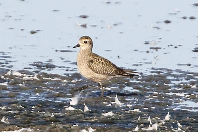 American Golden-Plover - ML642433691
