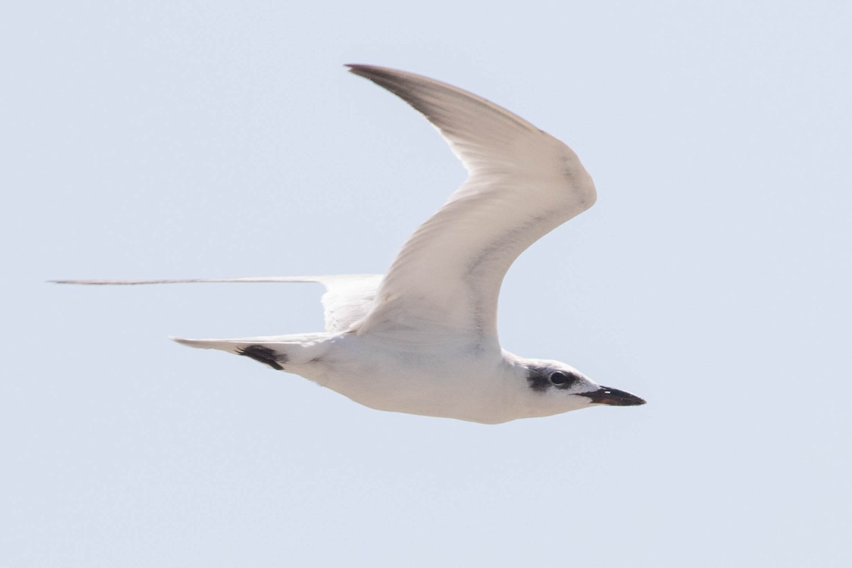 Gull-billed Tern - ML642433693