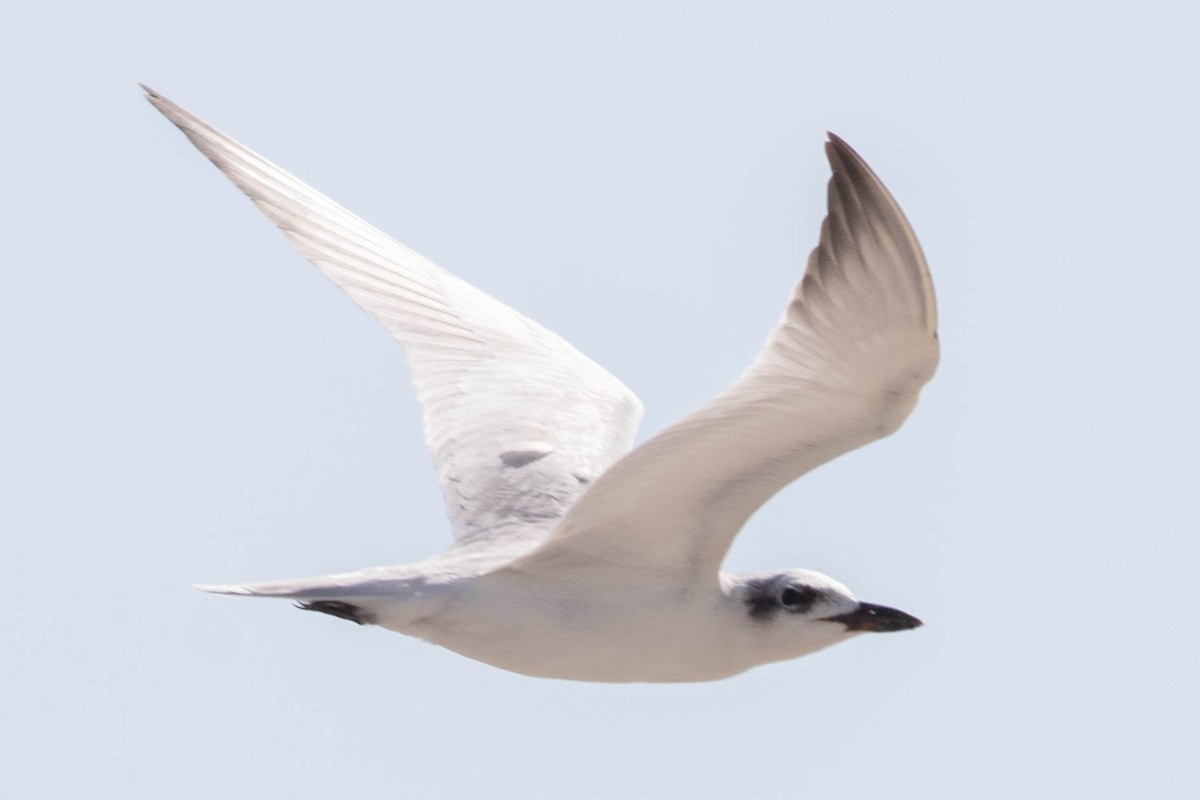Gull-billed Tern - ML642433695