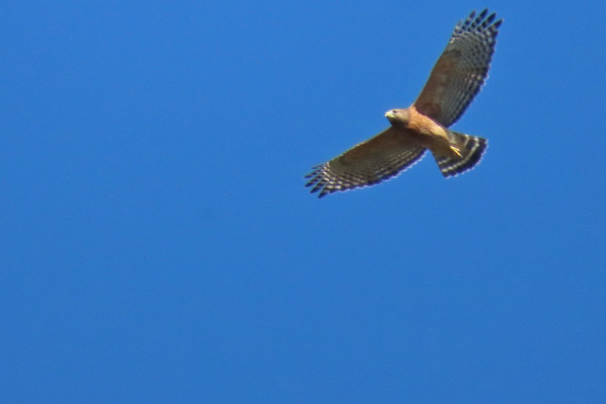 Red-shouldered Hawk - ML642433696
