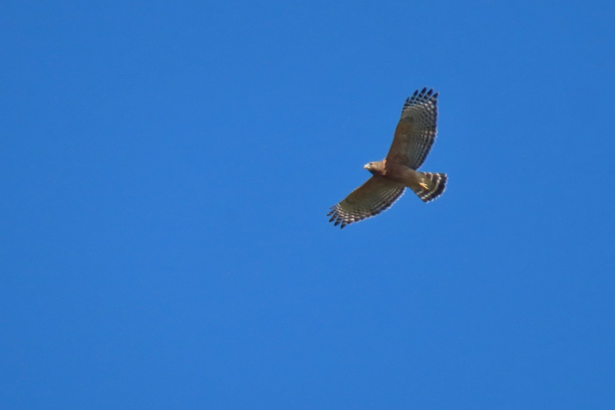 Red-shouldered Hawk - ML642433698
