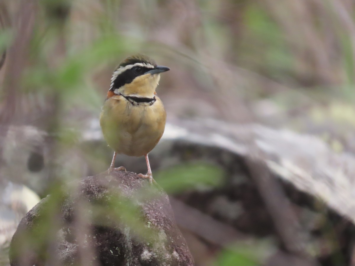 Rotnacken-Bandvogel - ML642433703