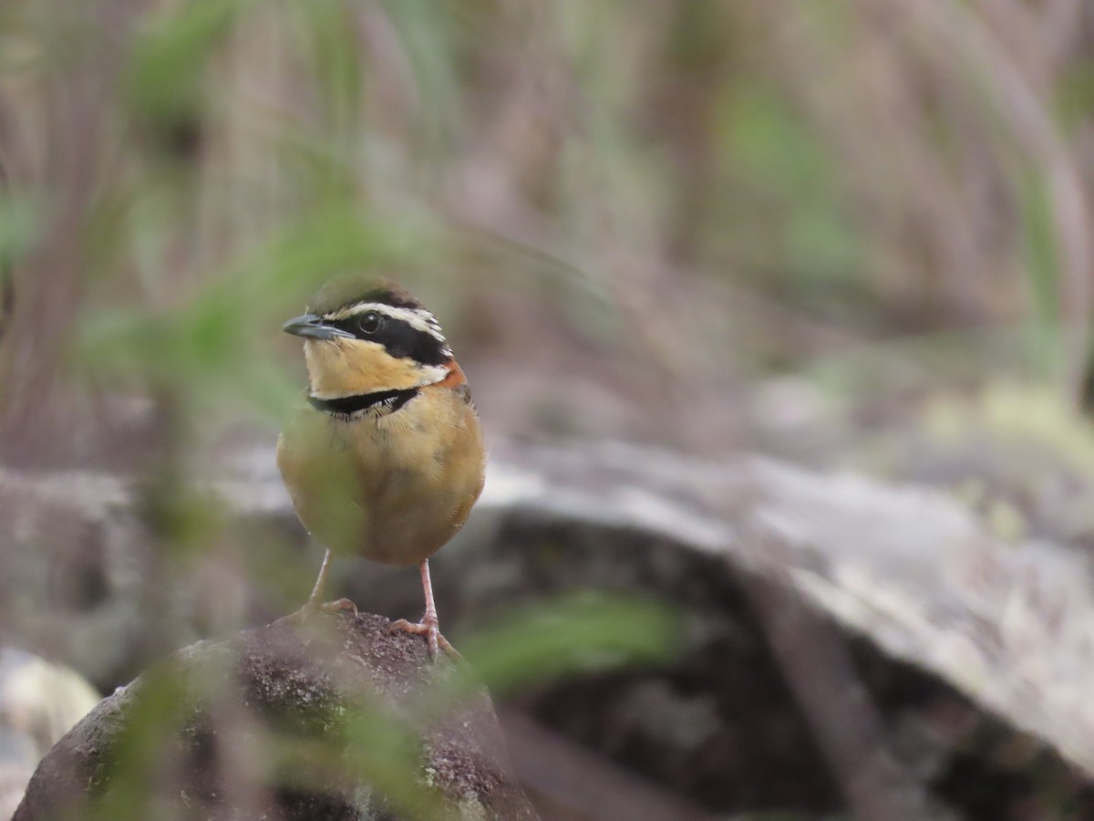 Rotnacken-Bandvogel - ML642433704
