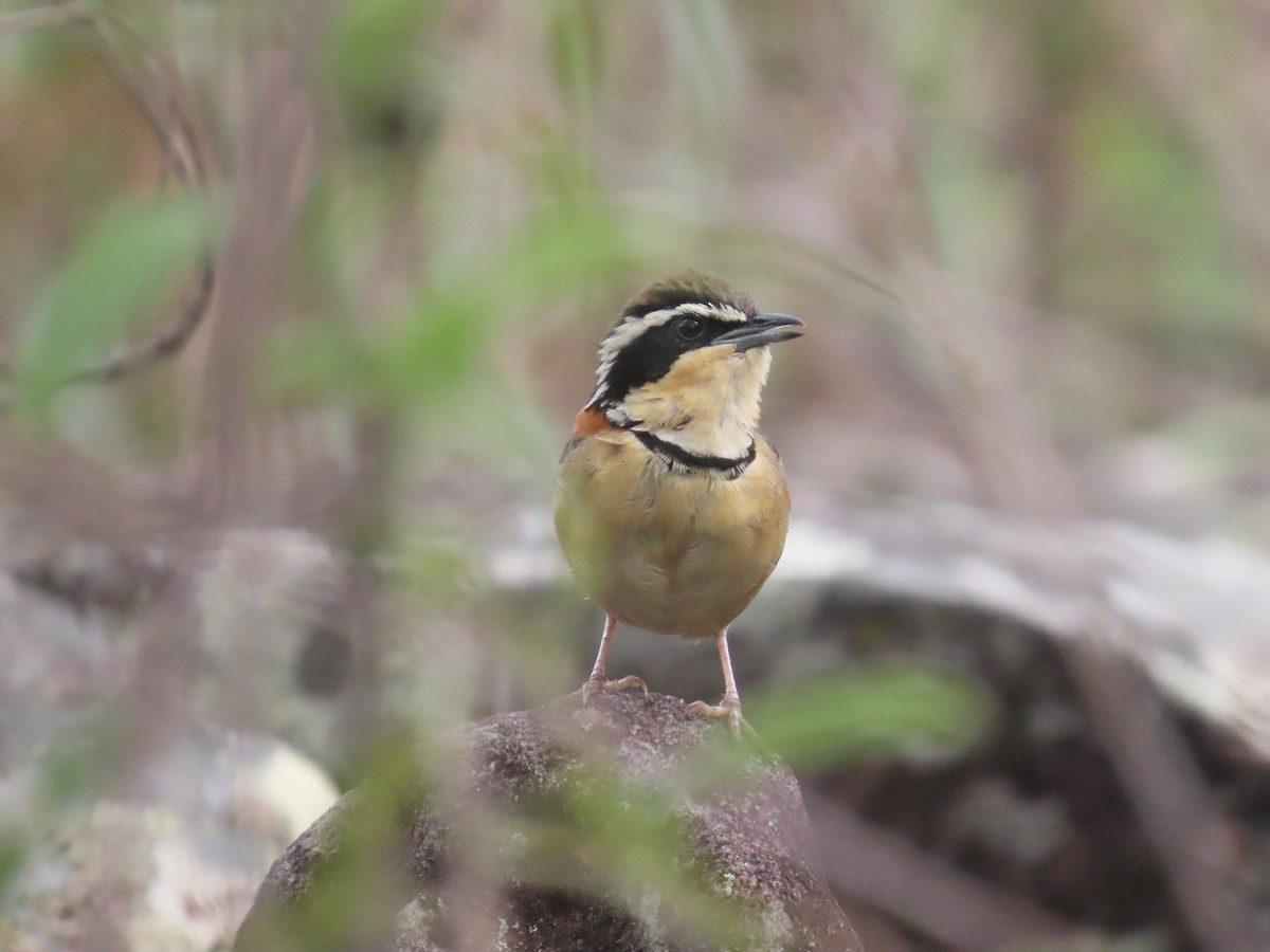Rotnacken-Bandvogel - ML642433707
