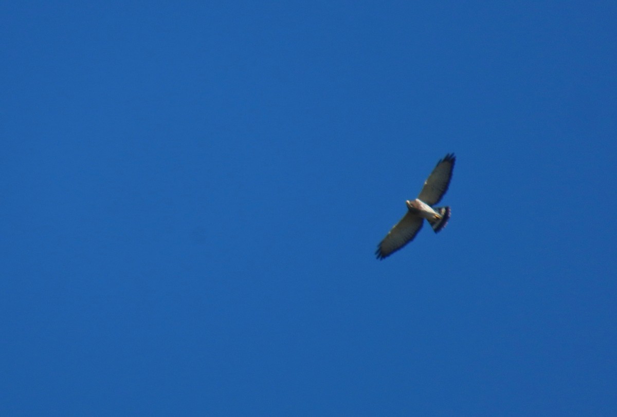 Broad-winged Hawk - ML642433709