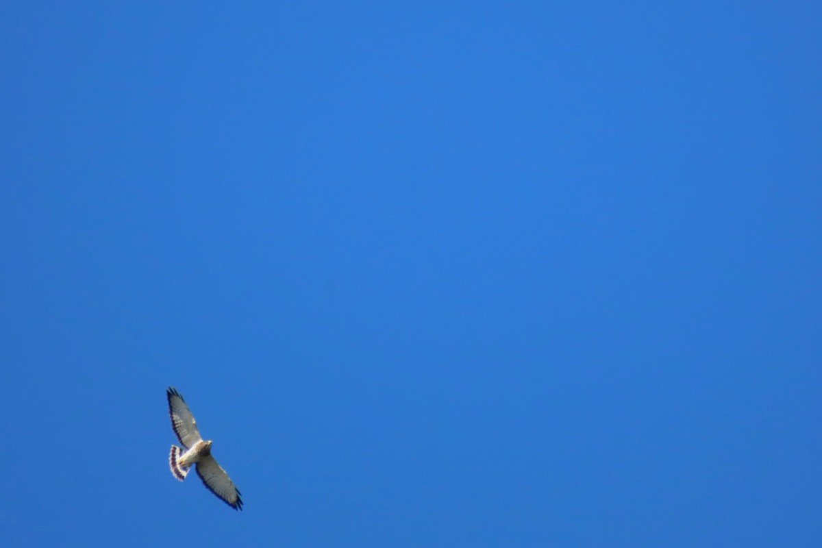 Broad-winged Hawk - ML642433710