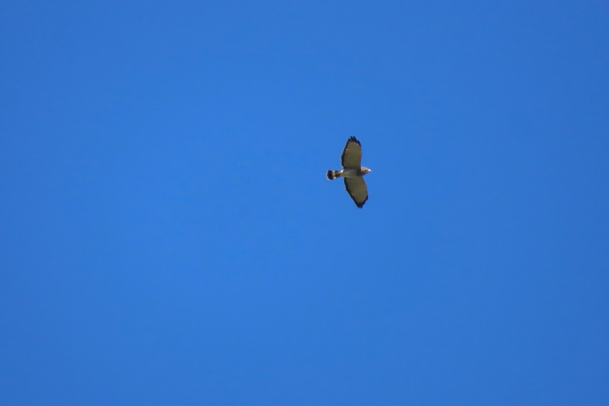 Broad-winged Hawk - ML642433711