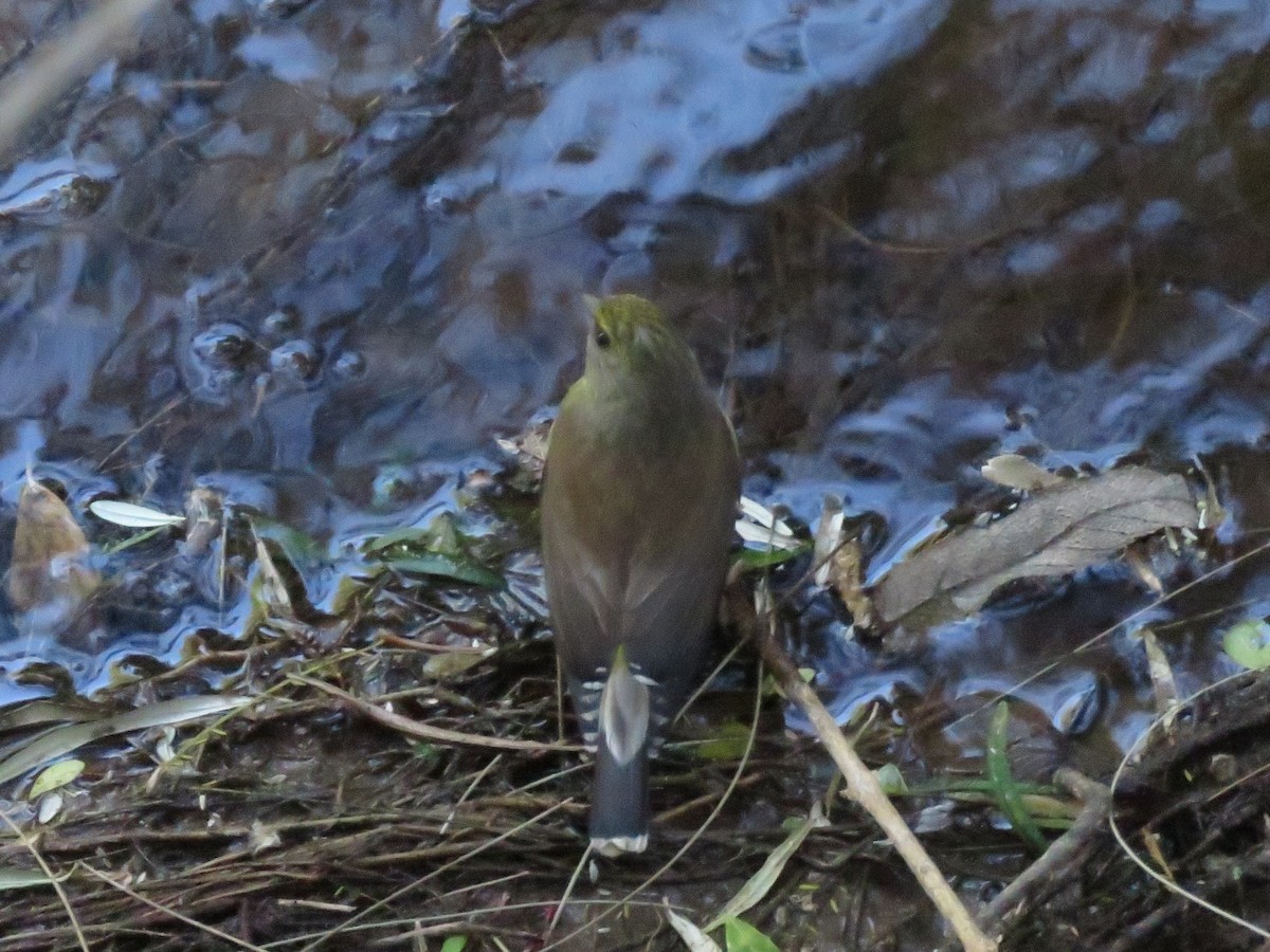 Cape Siskin - ML642433714