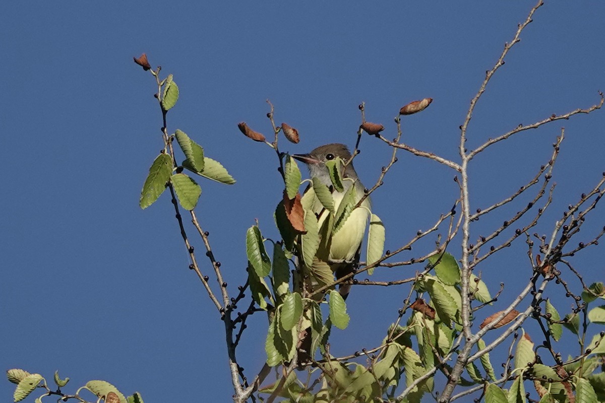 Great Crested Flycatcher - ML642433716