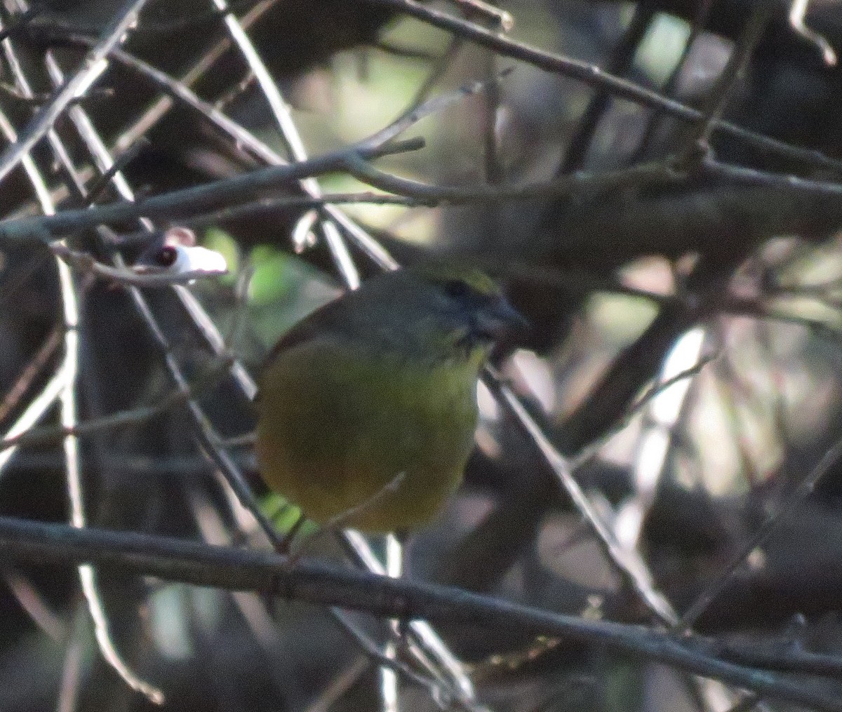 Cape Siskin - ML642433723
