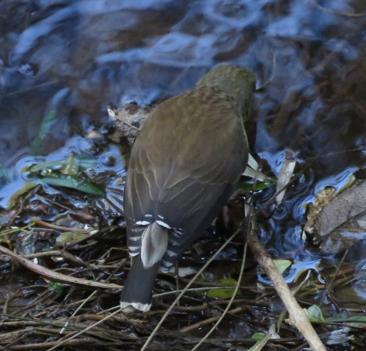 Cape Siskin - ML642433724