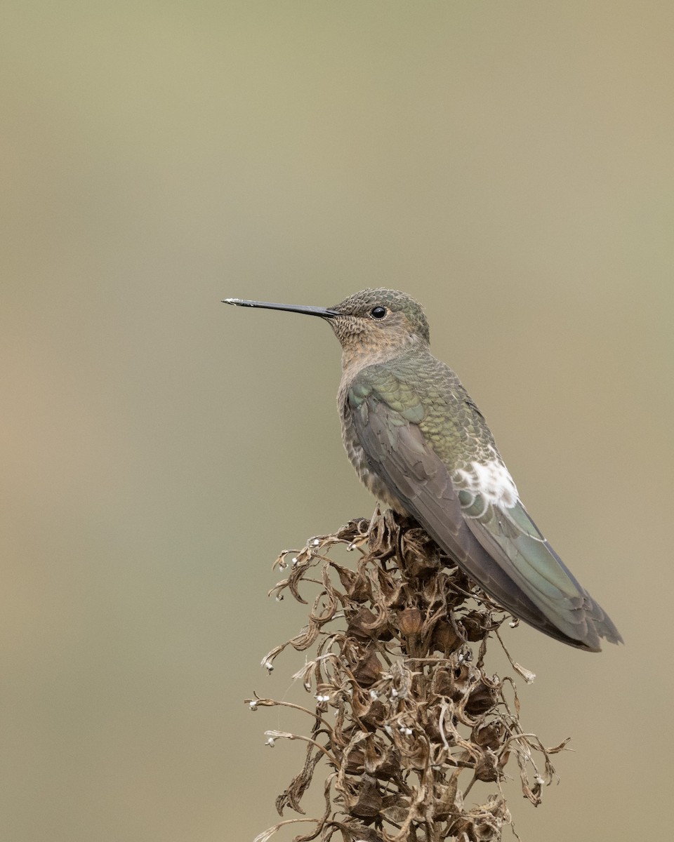 Giant Hummingbird - ML642433725
