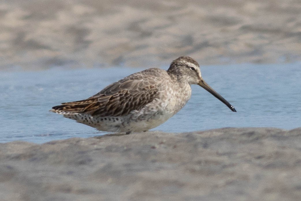 Short-billed Dowitcher - ML642433733
